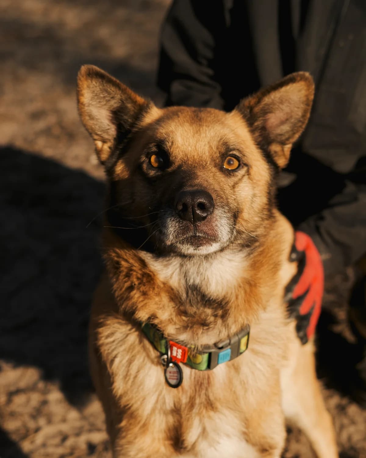 Lis (Лис),  (Sirius Shelter)
