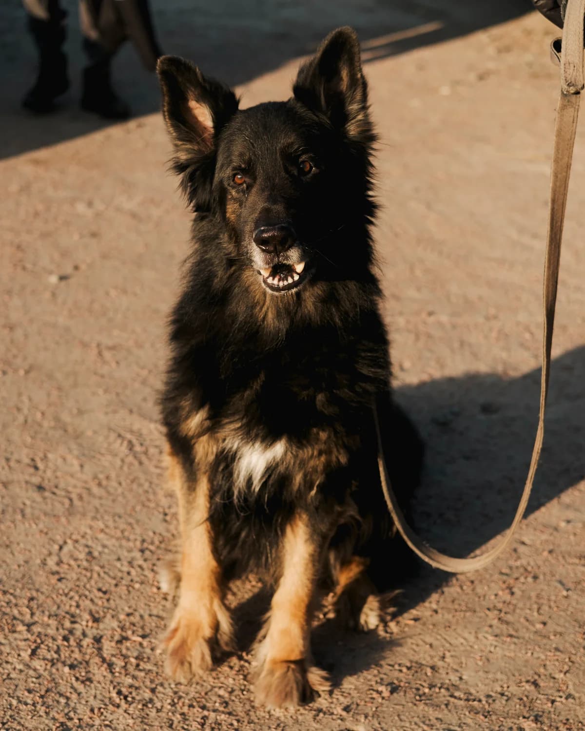 Barri (Баррі), male senior mixed breed for adoption at Sirius Shelter, Kyiv