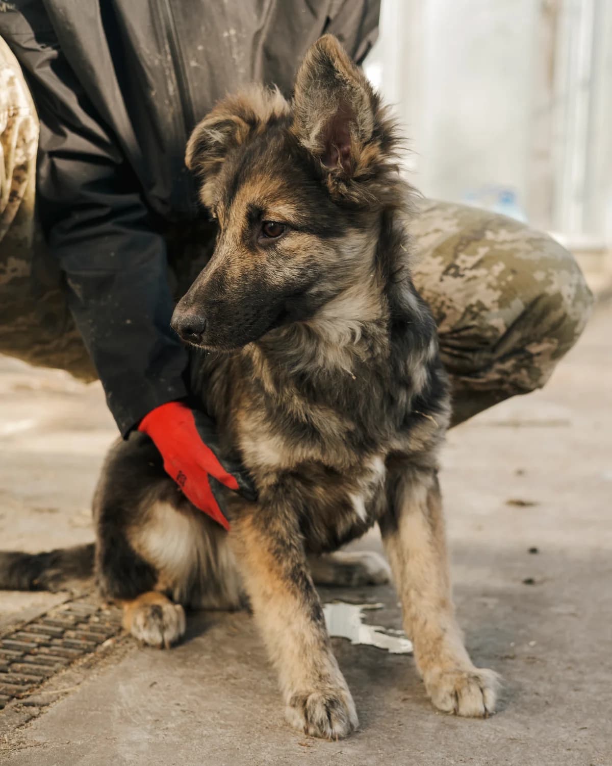 Alek (Алек),  (Sirius Shelter)