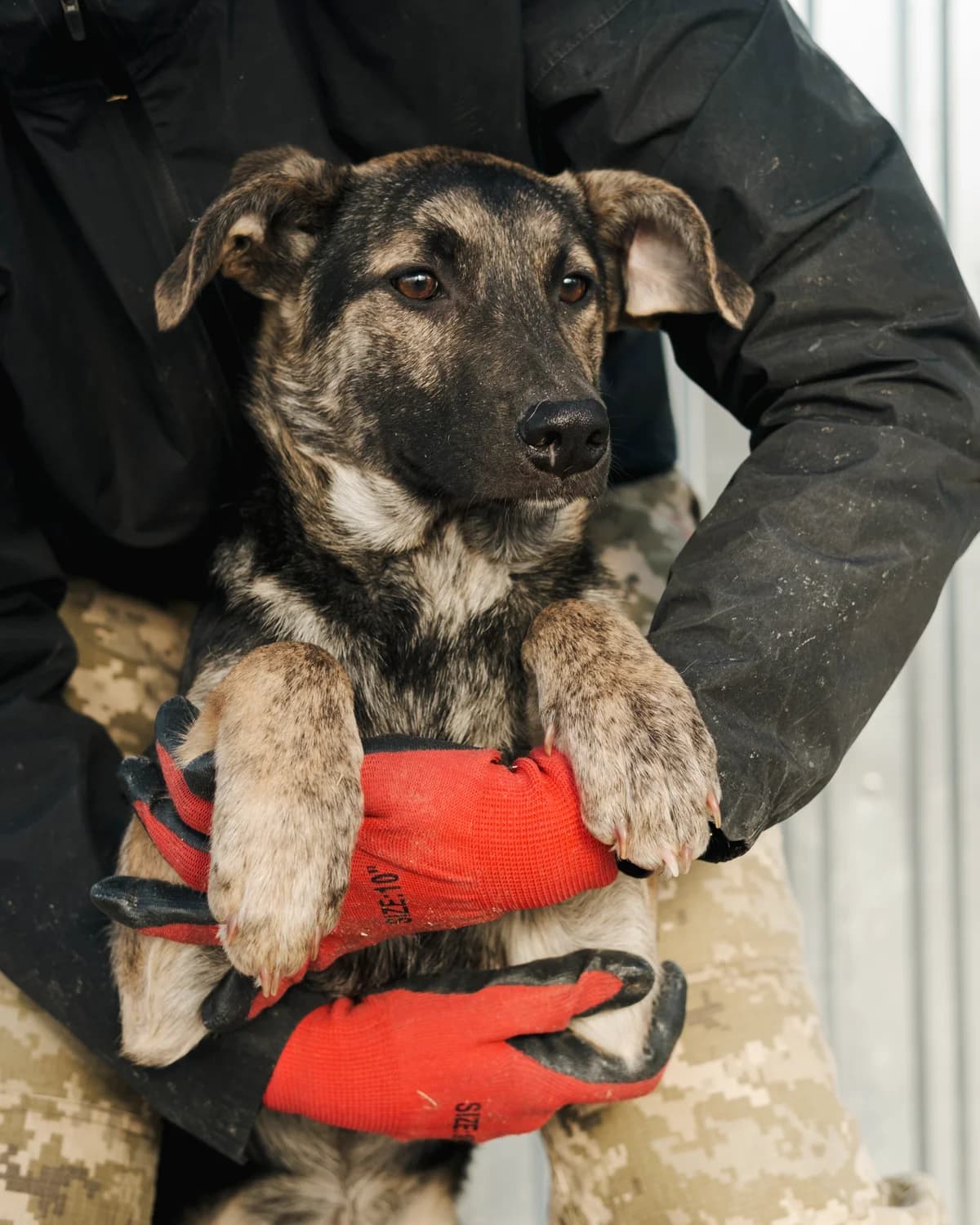 Ester (Естер),  (Sirius Shelter)