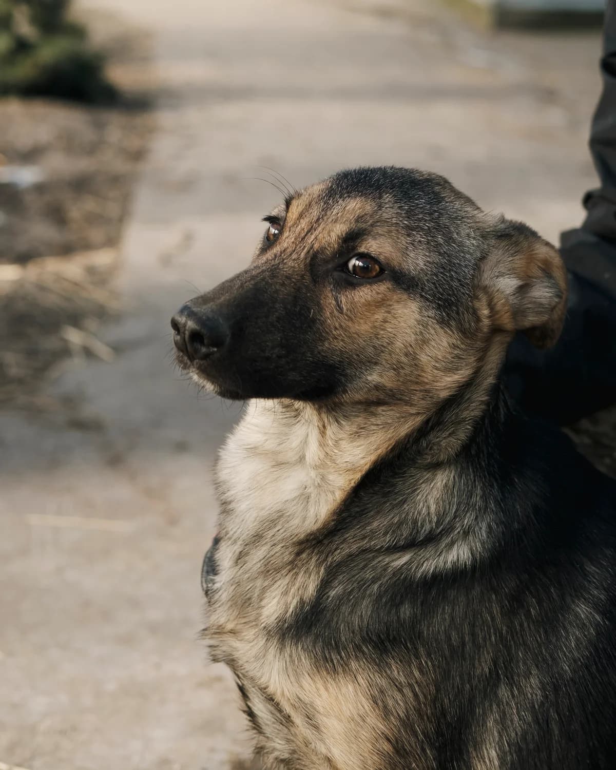 Meyzi (Мейзі),  (Sirius Shelter)