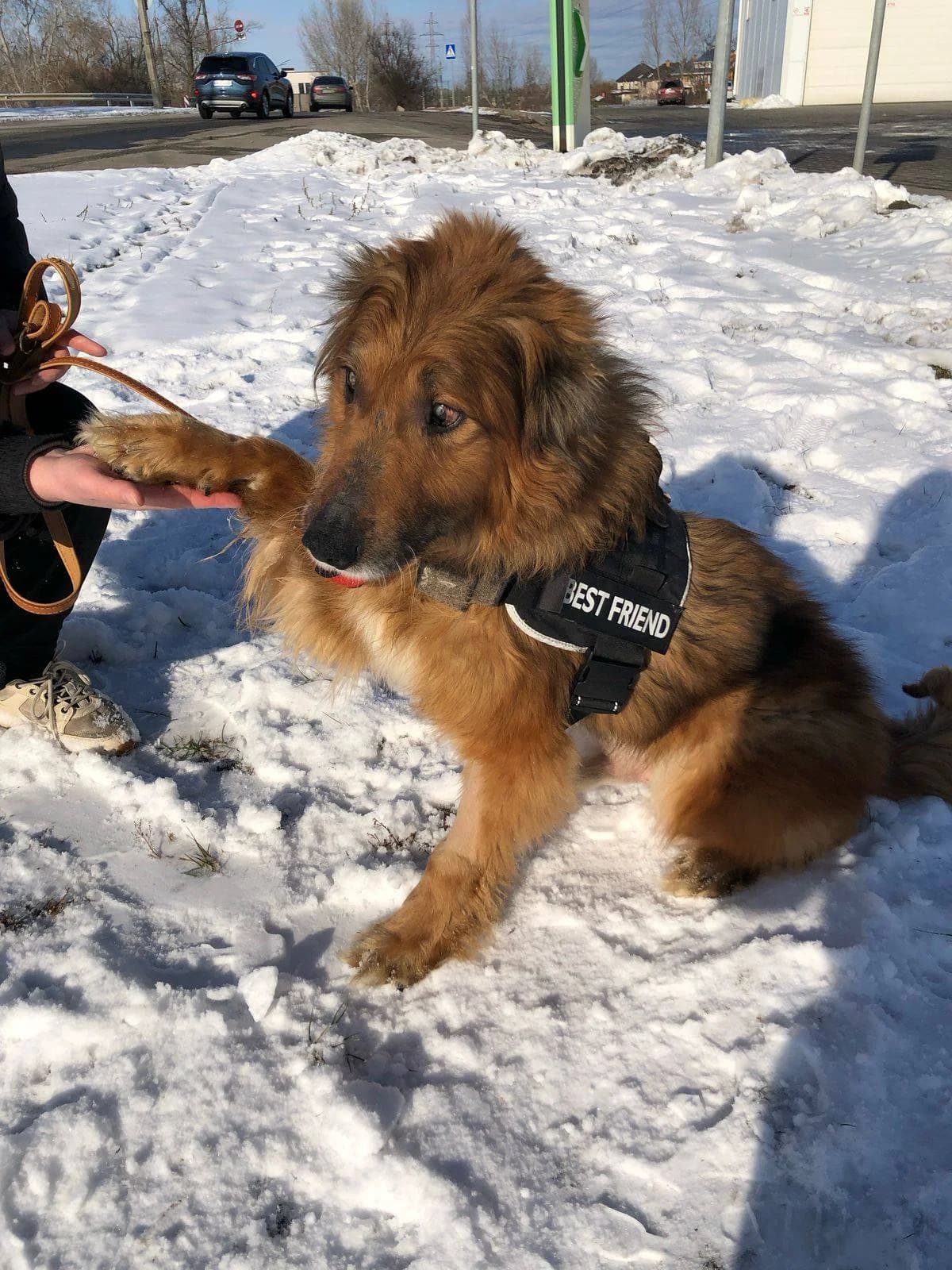 Nik (Нік), male senior mixed breed for adoption at Sirius Shelter, Kyiv