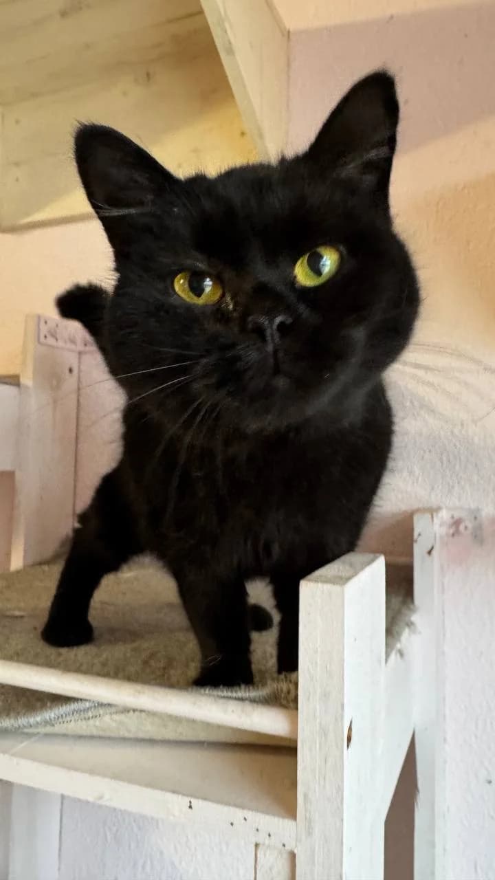 Monya (Моня), female 7yo mixed breed for adoption at Sirius Shelter, Kyiv