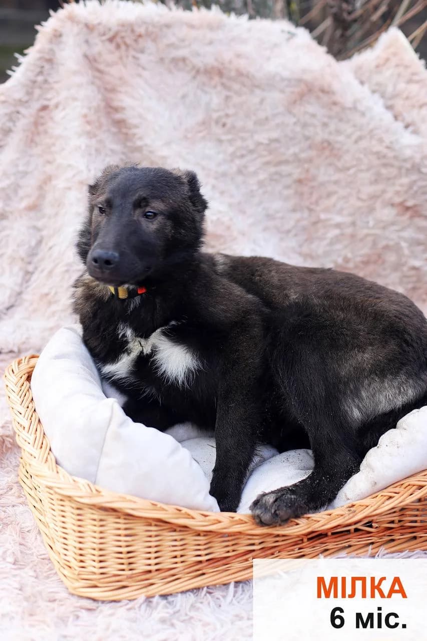Milka (Мілка),  (Sirius Shelter)