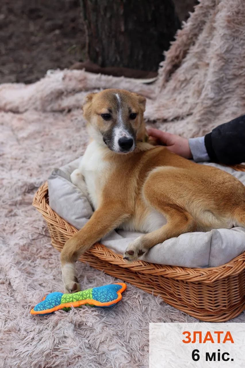 Zlata (Злата),  (Sirius Shelter)