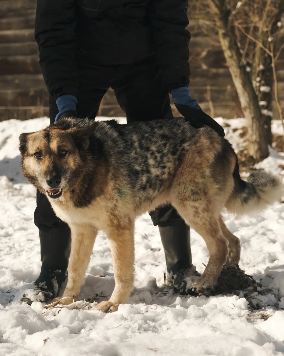 Kholli (Холлі),  (Sirius Shelter)