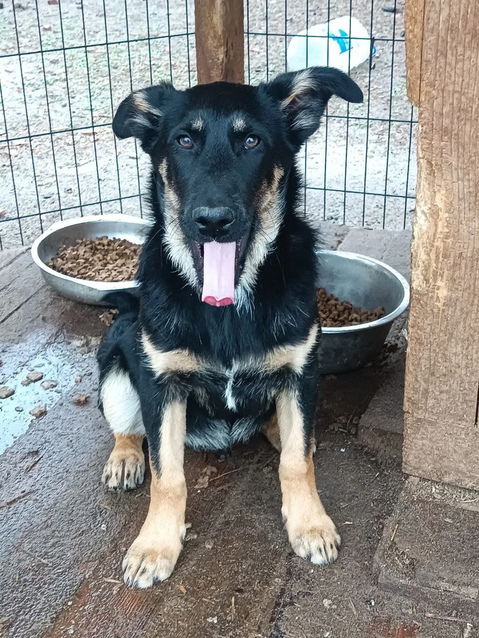 Omar (Омар),  (Sirius Shelter)