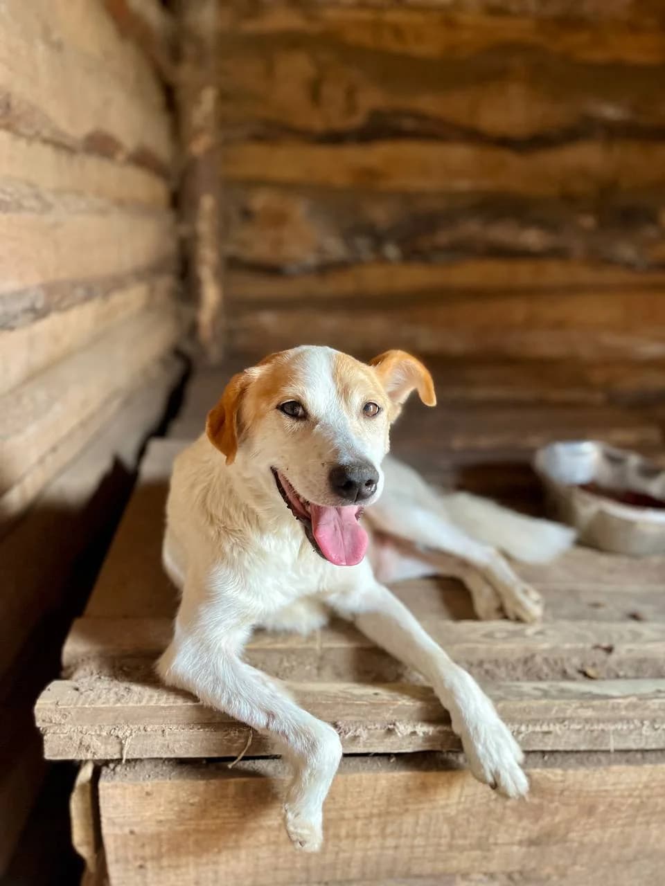 Tofik (Тофік),  (Sirius Shelter)