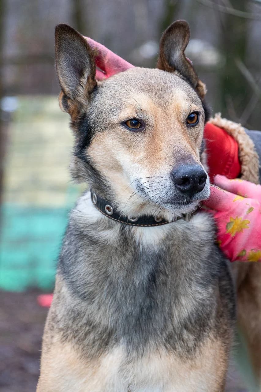 Bro (Бро),  (Sirius Shelter)