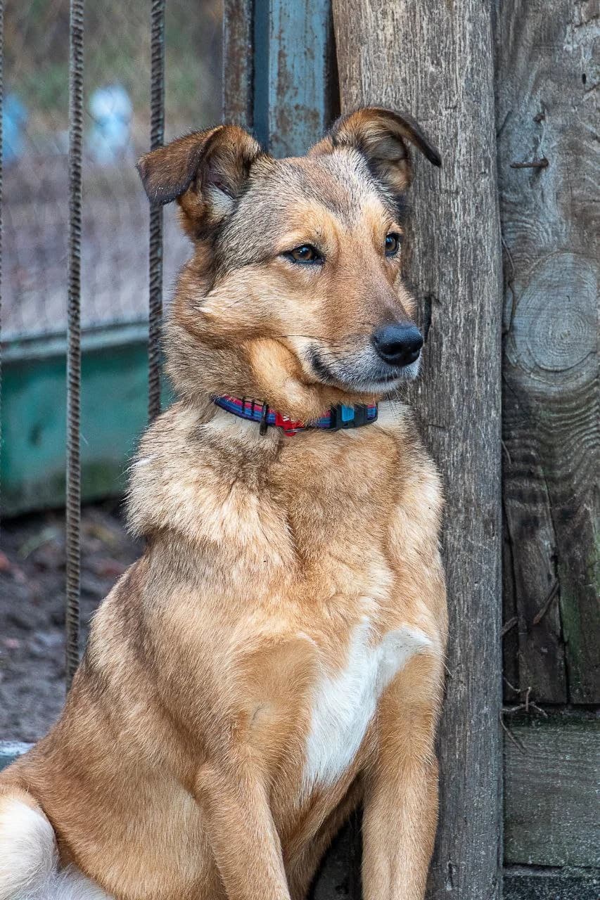 Lis (Лис),  (Sirius Shelter)