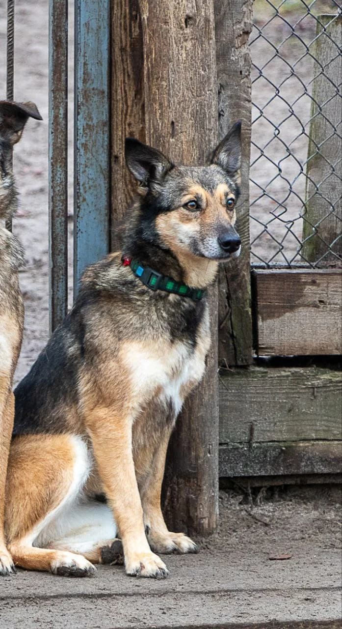 Khloya (Хлоя),  (Sirius Shelter)
