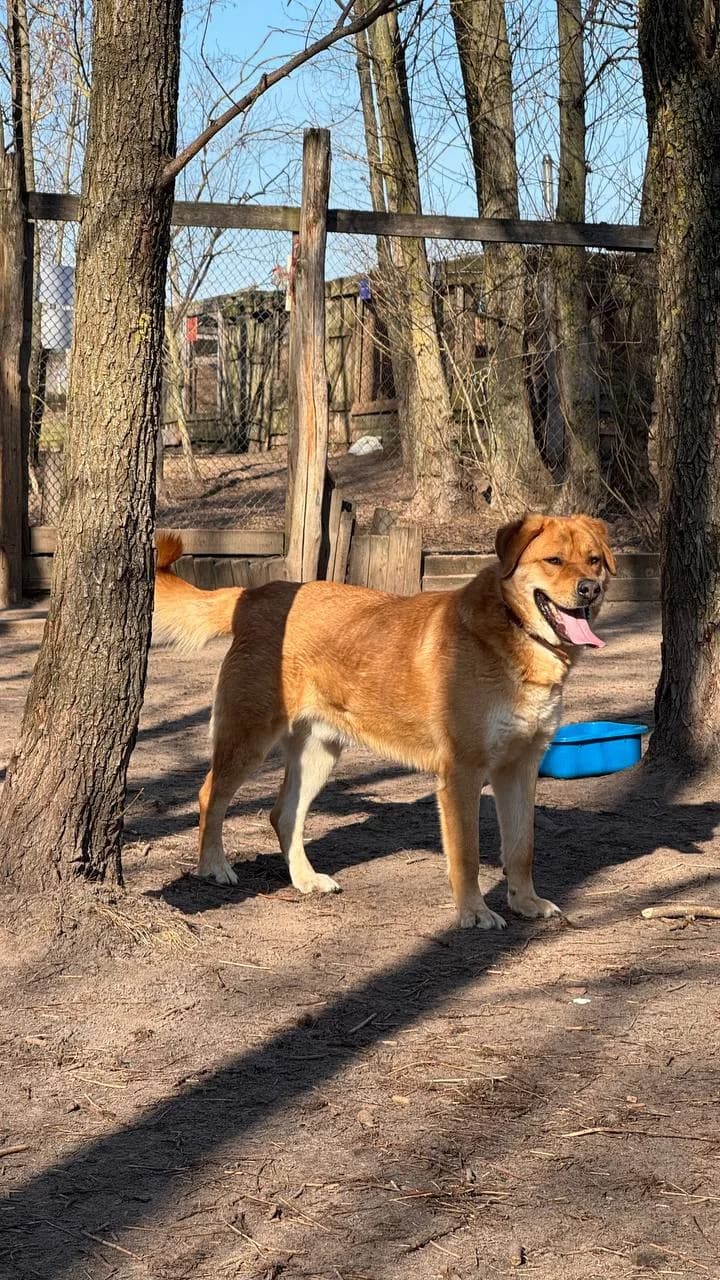 Rizhiy (Рижий),  (Sirius Shelter)