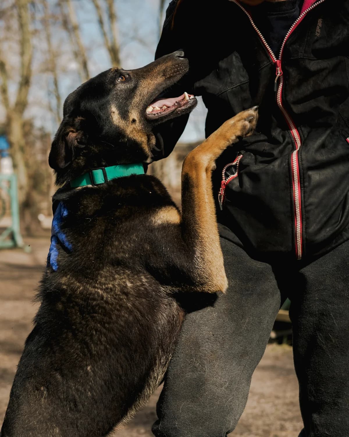 Bandit (Бандіт),  (Sirius Shelter)