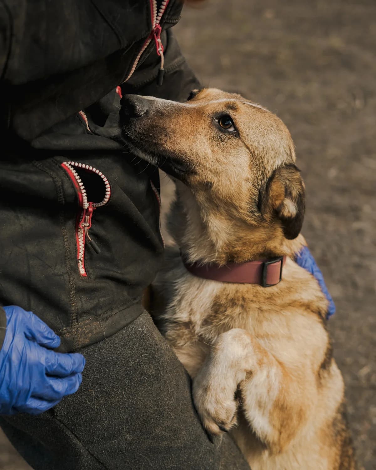 Molli (Моллі),  (Sirius Shelter)