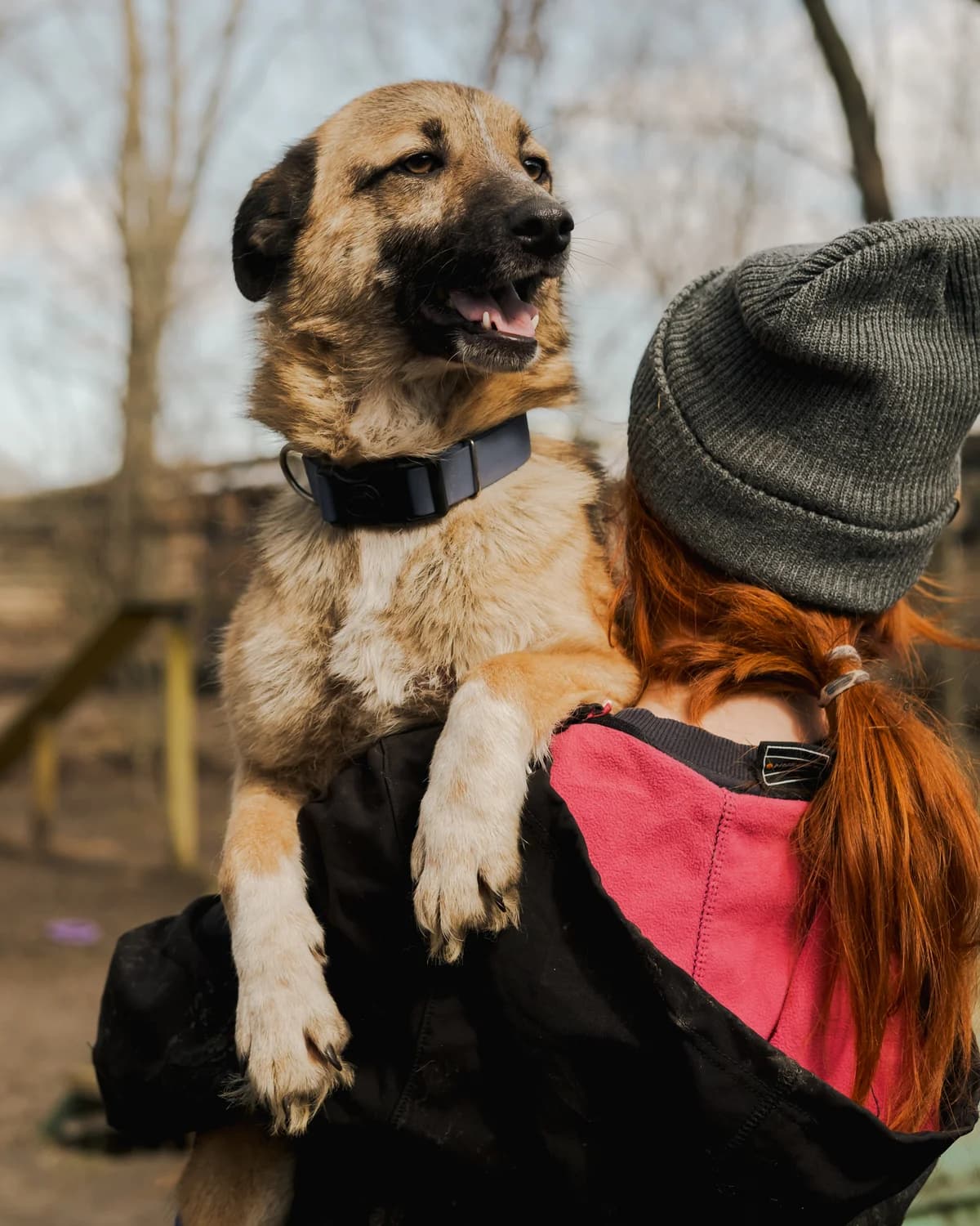 Sonichka (Сонічка),  (Sirius Shelter)