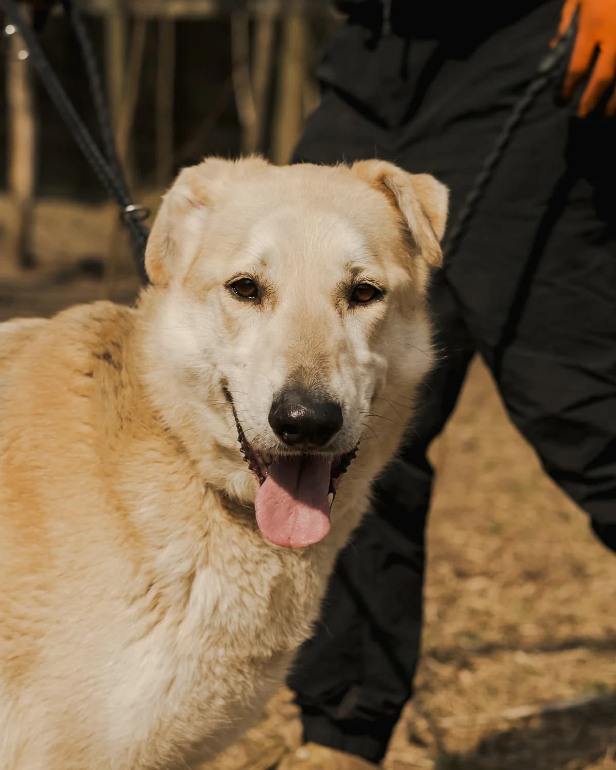 Alba (Альба),  (Sirius Shelter)