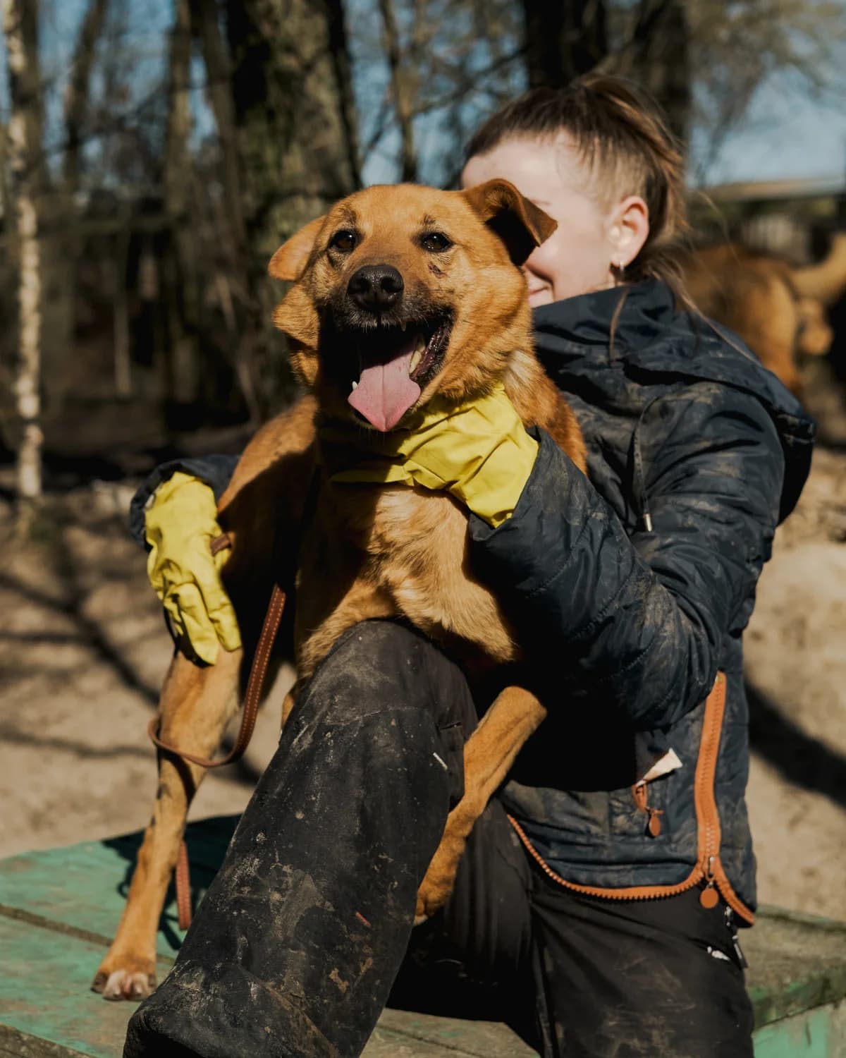 Oskar (Оскар),  (Sirius Shelter)