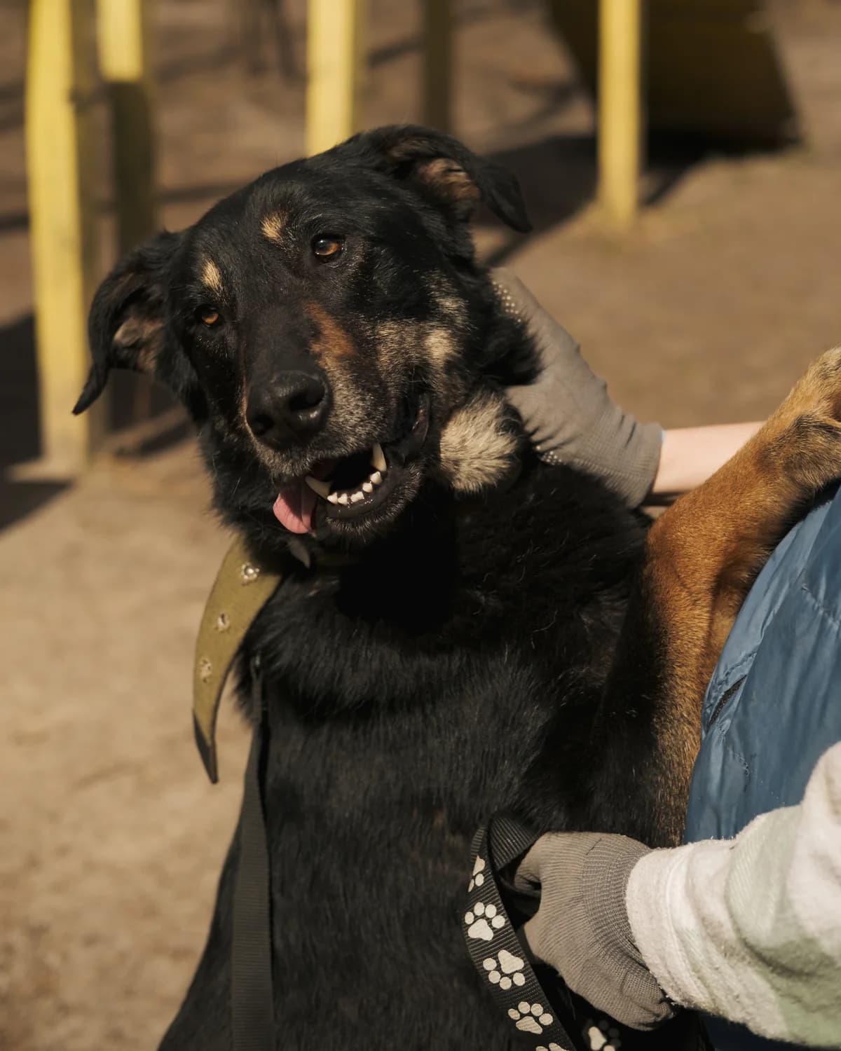 Remi (Ремі),  (Sirius Shelter)