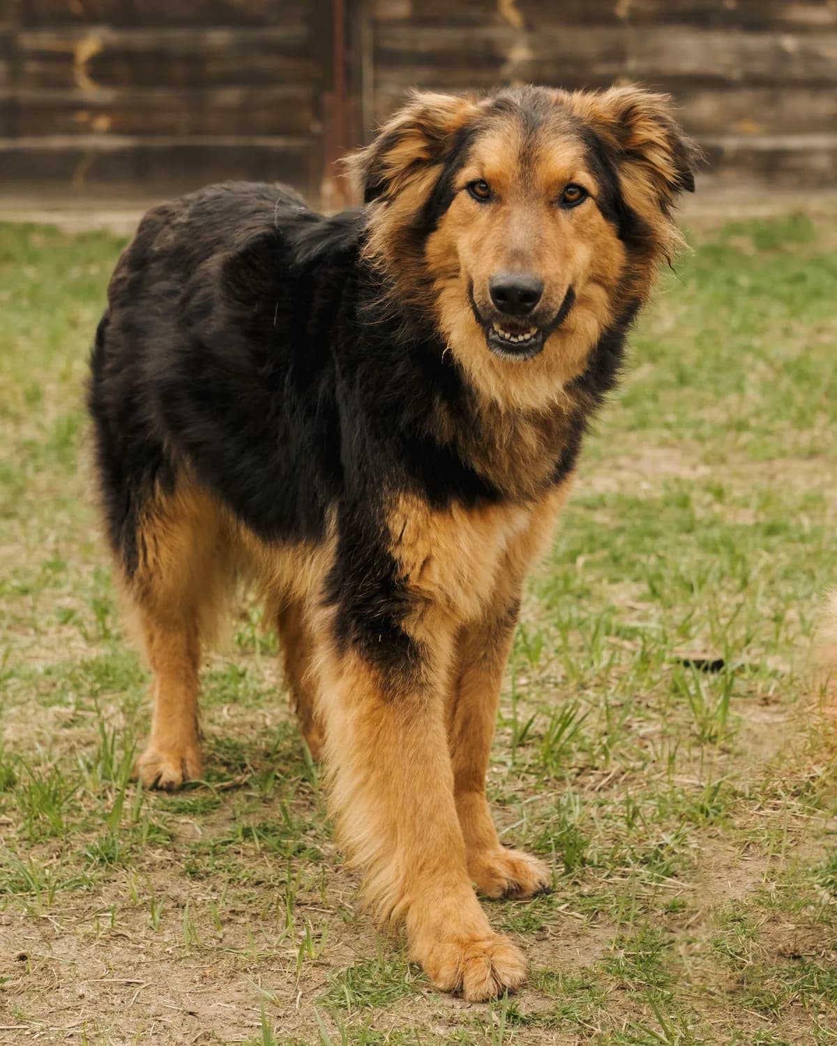 Oskar (Оскар),  (Sirius Shelter)