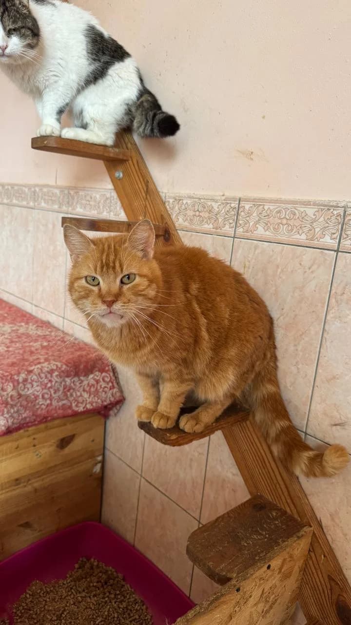 Arkasha (Аркаша), male 7yo mixed breed for adoption at Sirius Shelter, Kyiv