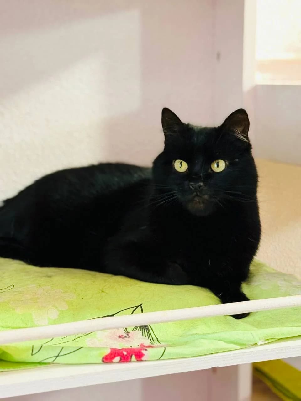 Neyton (Нейтон), male 6yo mixed breed for adoption at Sirius Shelter, Kyiv