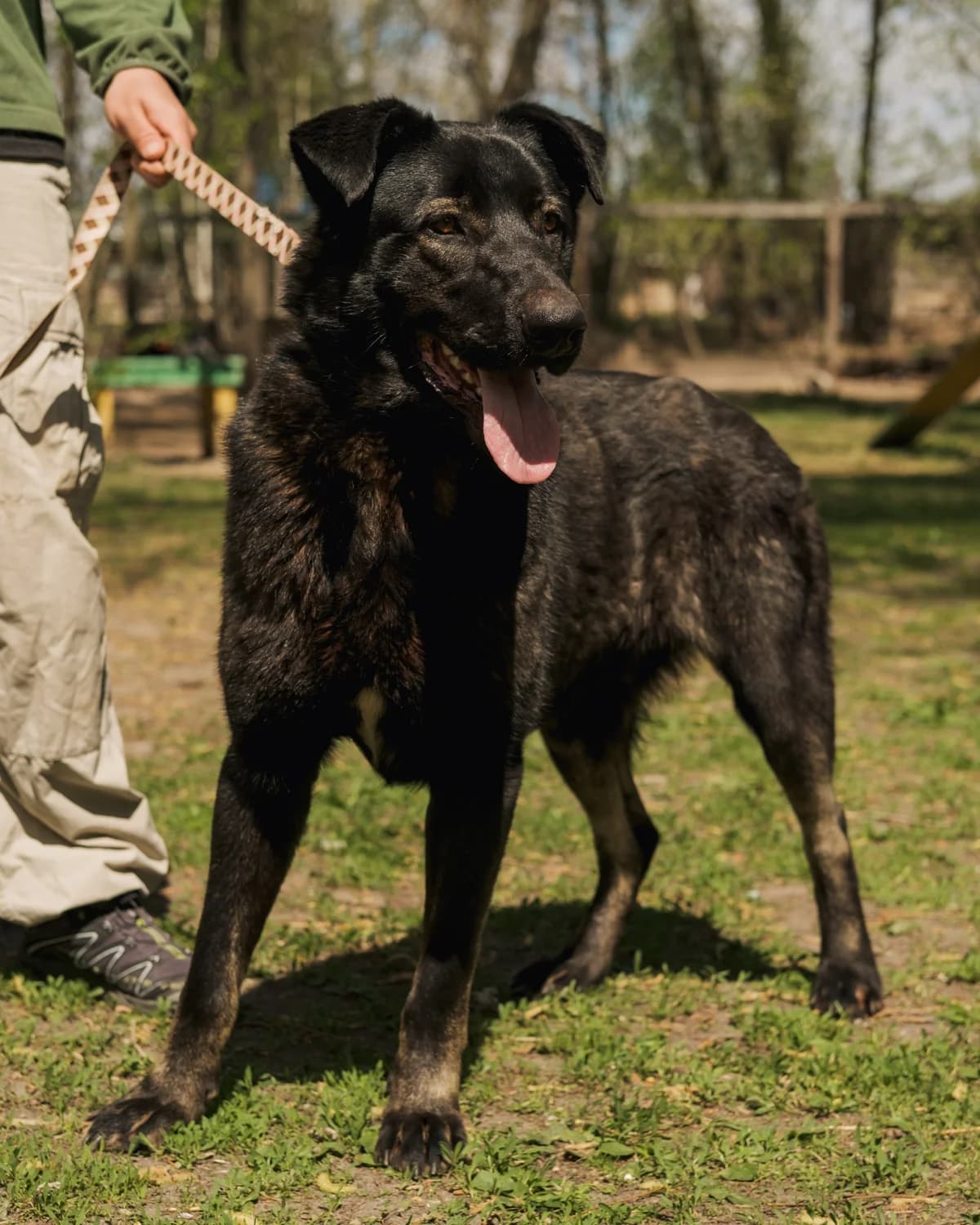 Tsezar (Цезар),  (Sirius Shelter)
