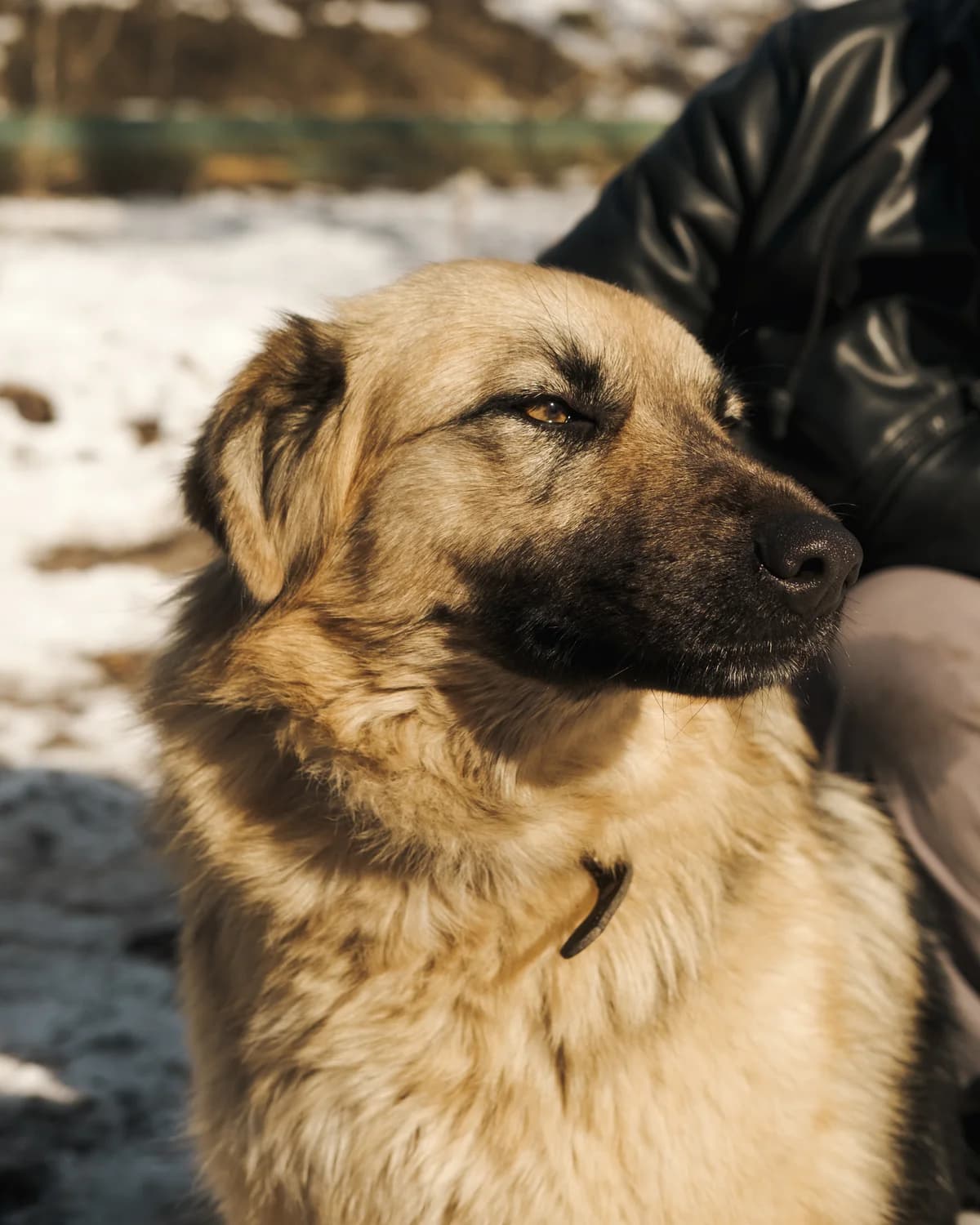 Yasya (Яся),  (Sirius Shelter)