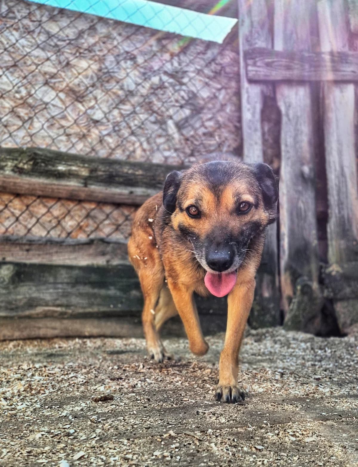 Izya (Ізя),  (Sirius Shelter)