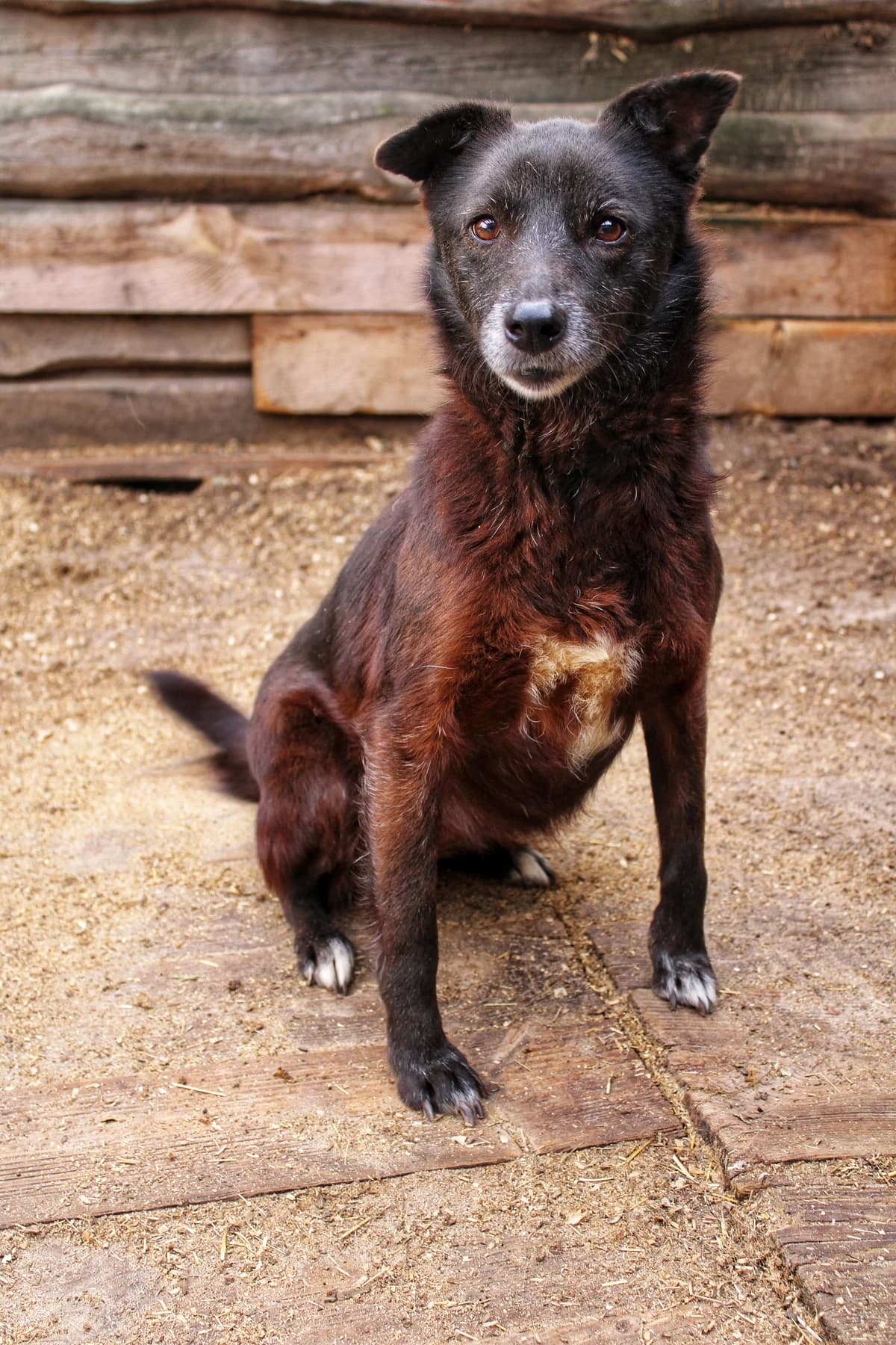 Masyanya (Масяня),  (Sirius Shelter)