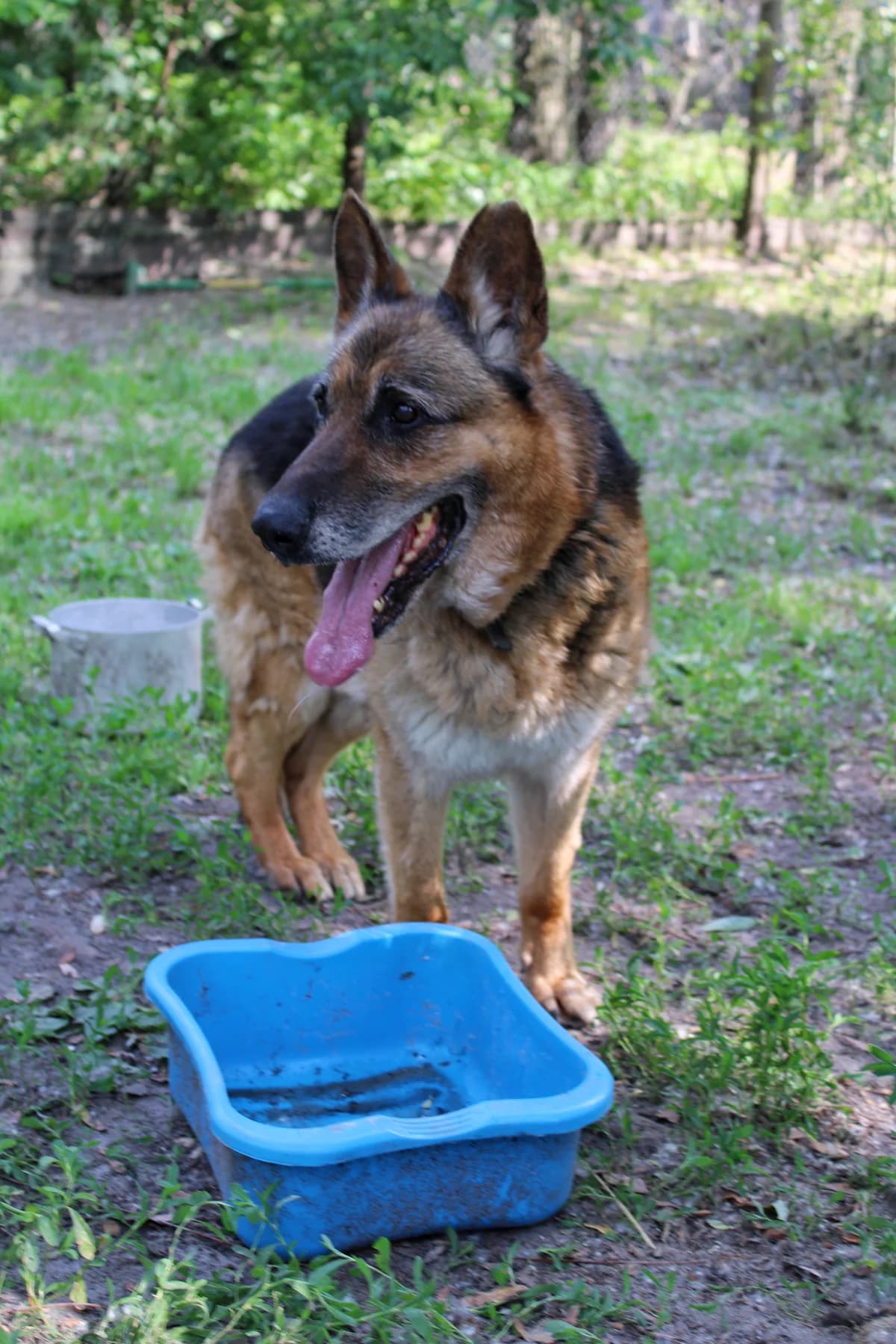 Reks (Рекс),  (Sirius Shelter)