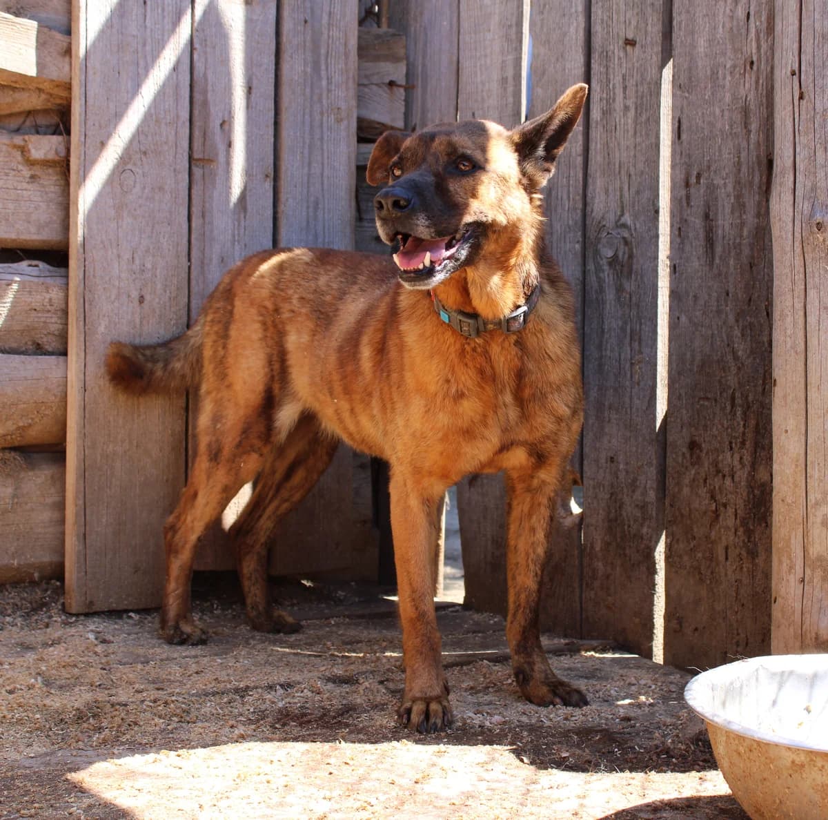 Fima (Фіма),  (Sirius Shelter)