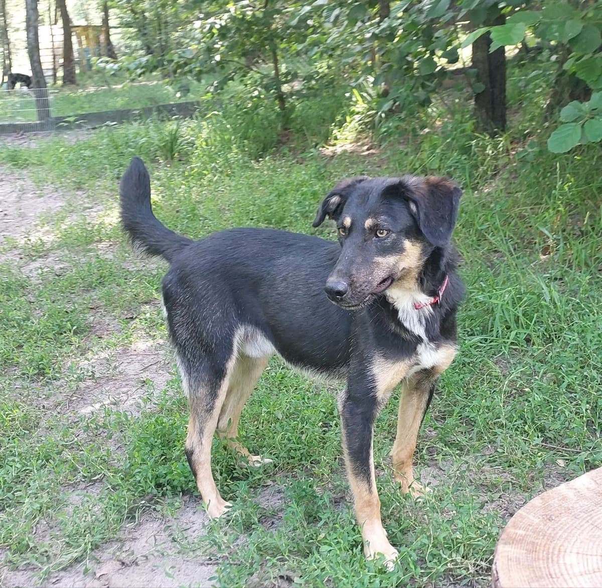 Morti (Морті),  (Sirius Shelter)