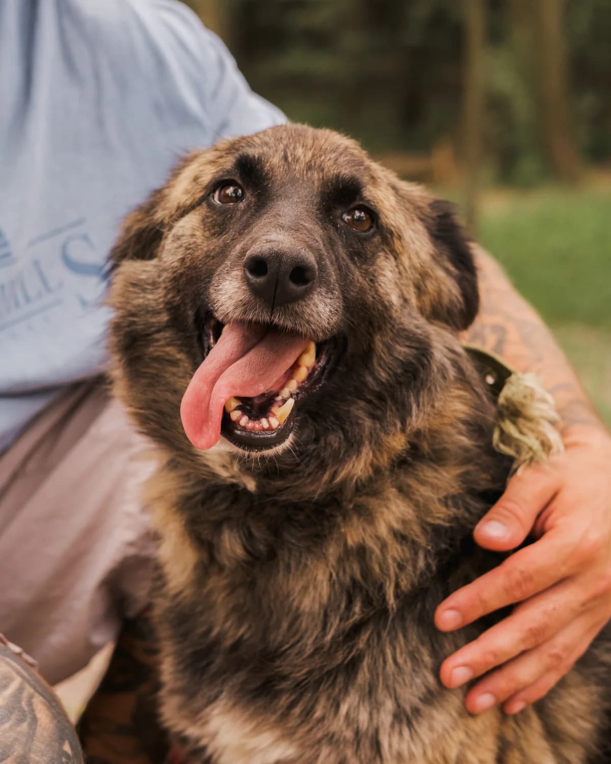 Rosa (Роса),  (Sirius Shelter)