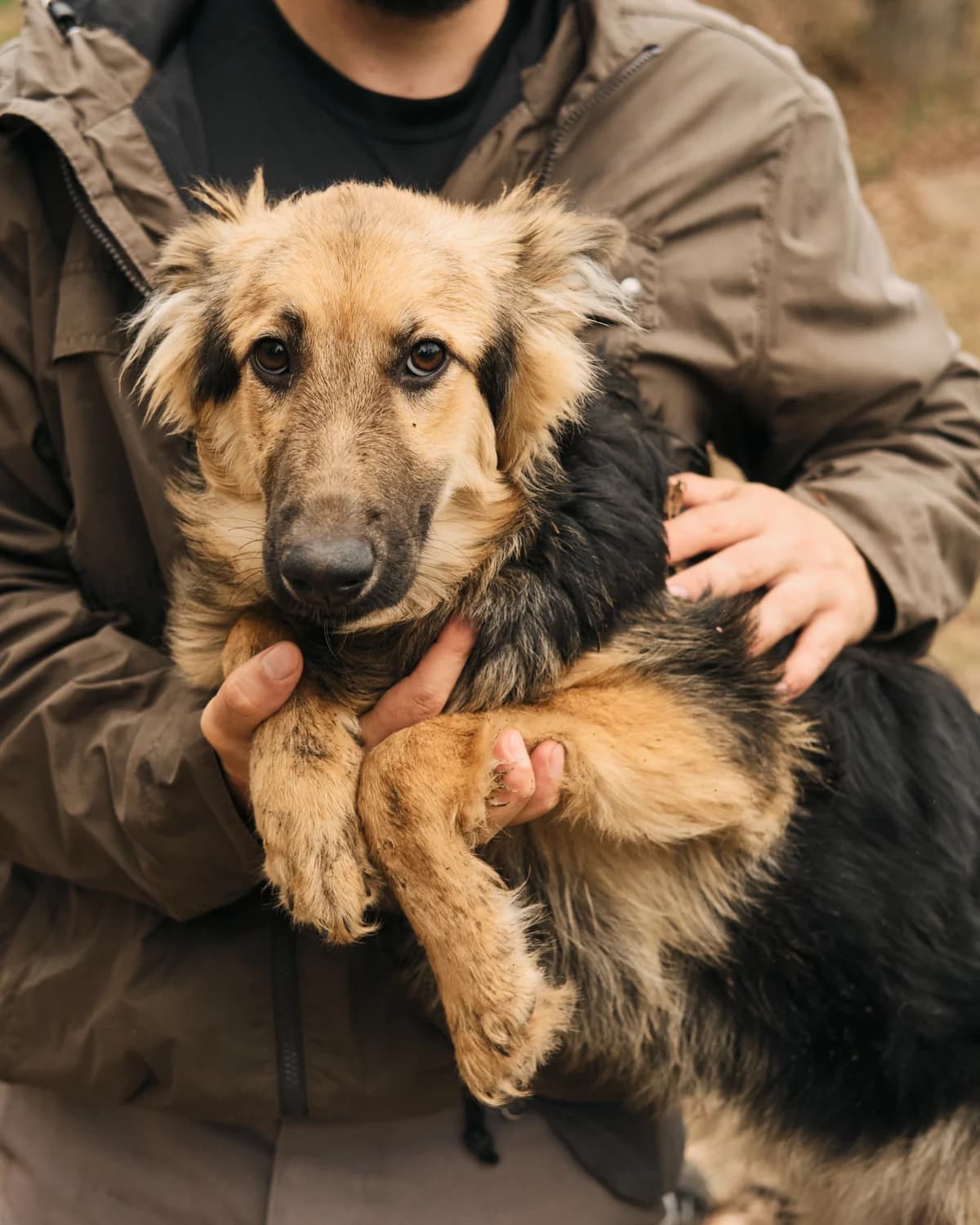 Nani (Нані),  (Sirius Shelter)