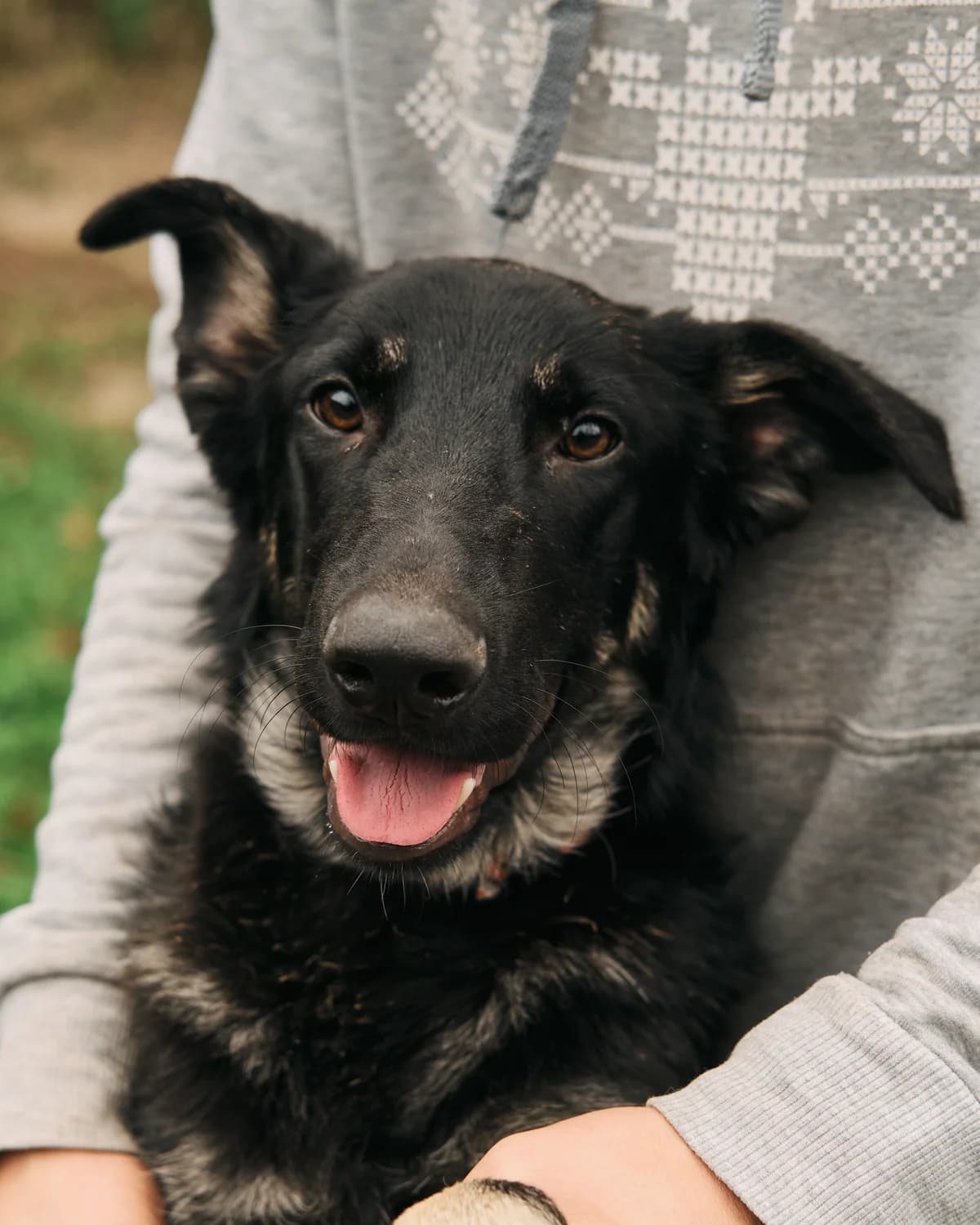 Nero (Неро),  (Sirius Shelter)
