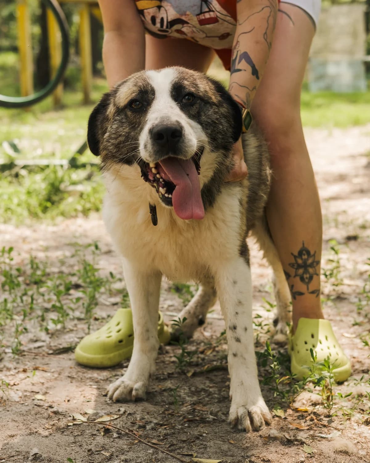Stich (Стіч),  (Sirius Shelter)