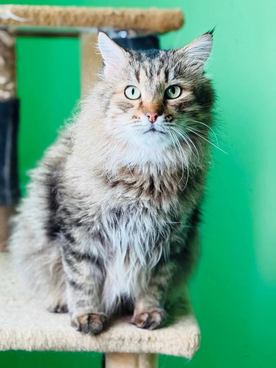 Vasya (Вася), male 5yo mixed breed for adoption at Sirius Shelter, Kyiv