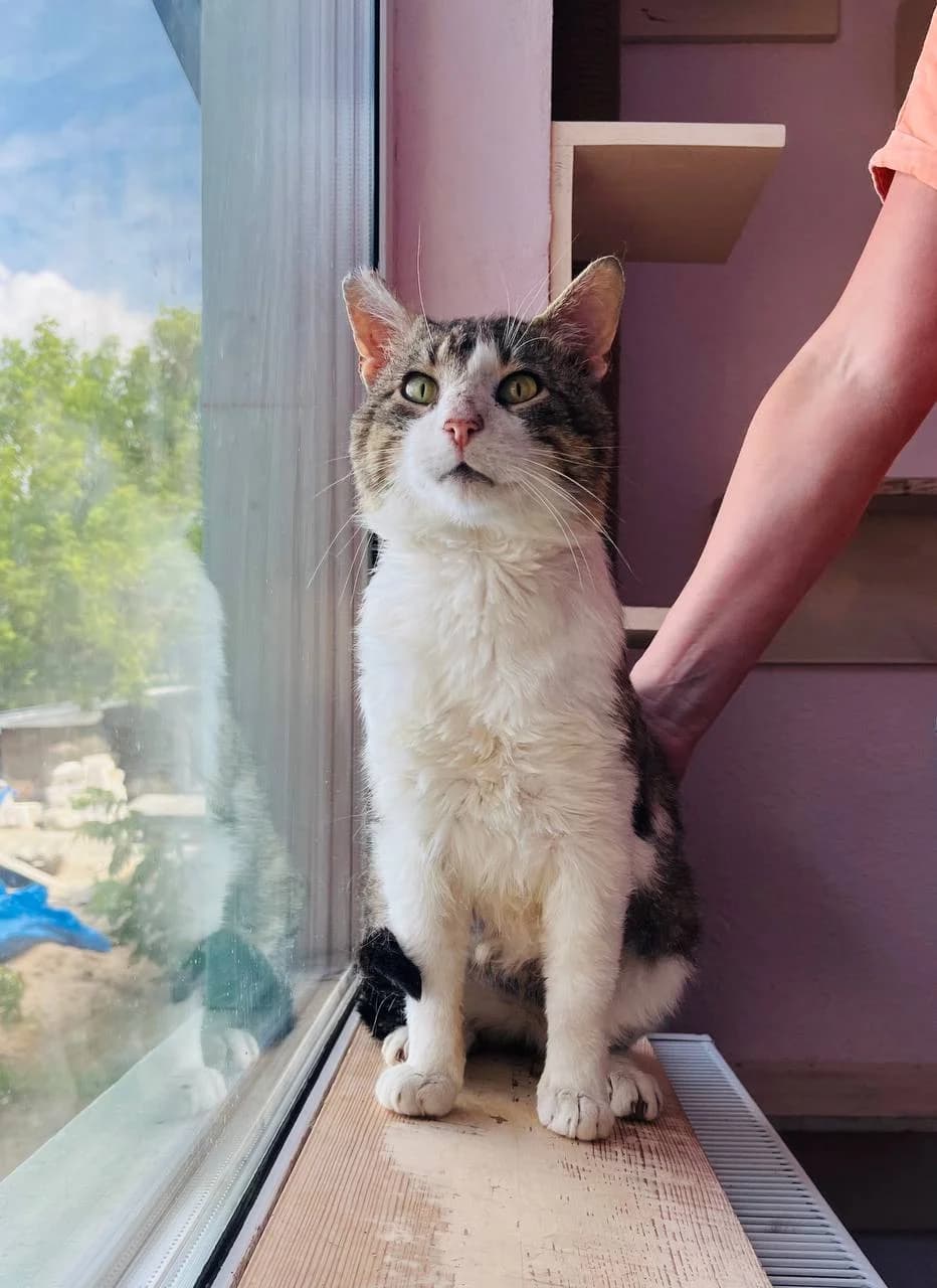 Filya (Філя), male senior mixed breed for adoption at Sirius Shelter, Kyiv