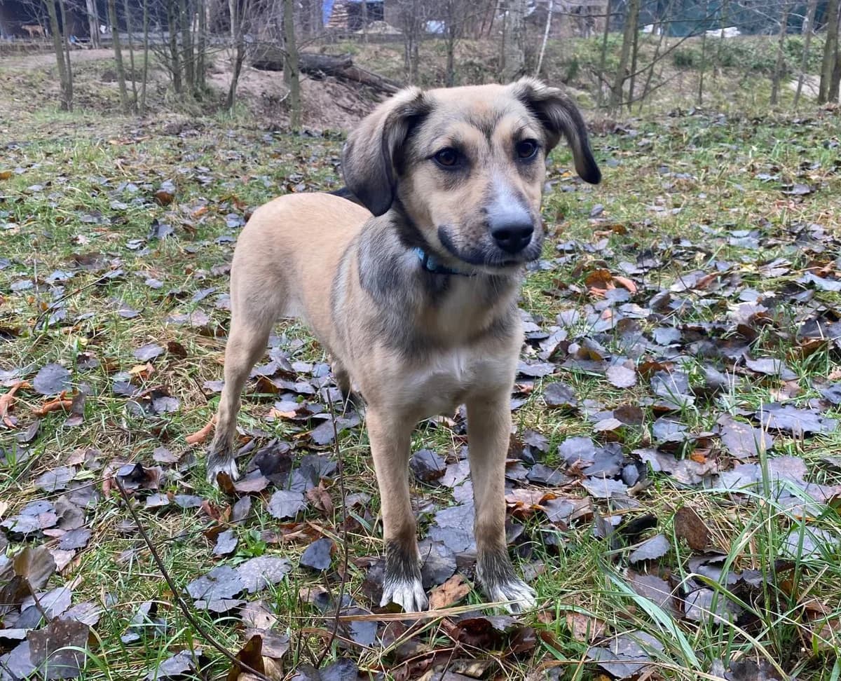 Bella (Белла),  (Sirius Shelter)