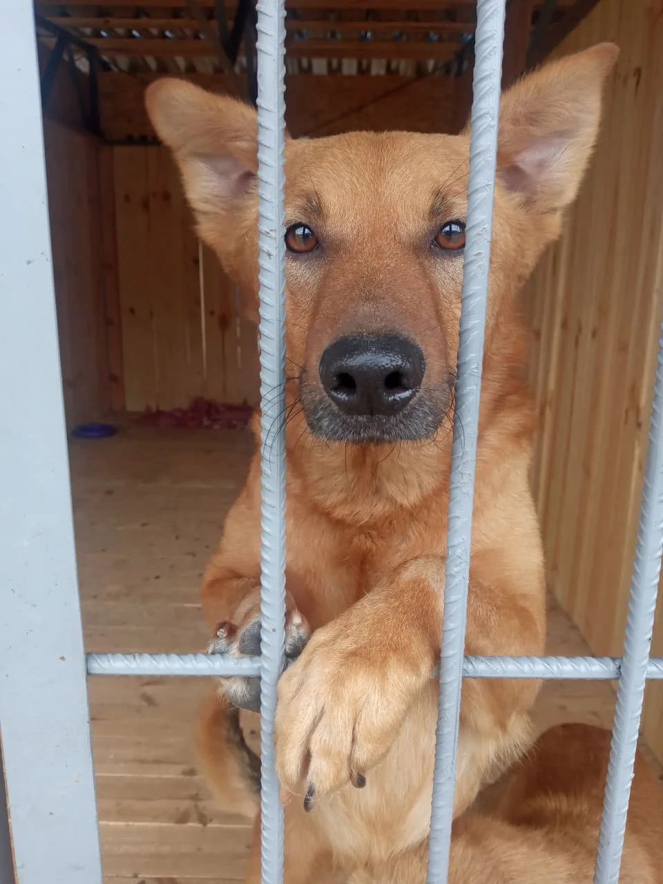 Leo (Лео),  (Sirius Shelter)
