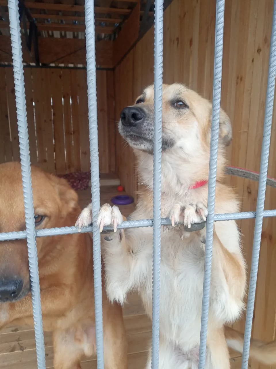 Payper (Пайпер),  (Sirius Shelter)