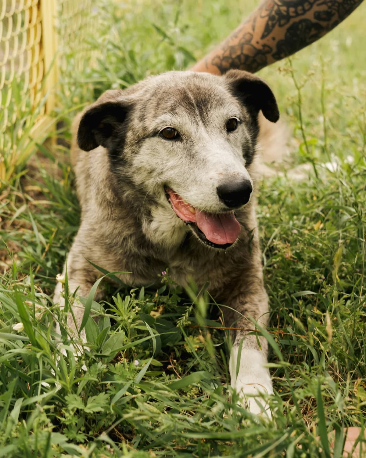 Liliya (Лілія),  (Sirius Shelter)