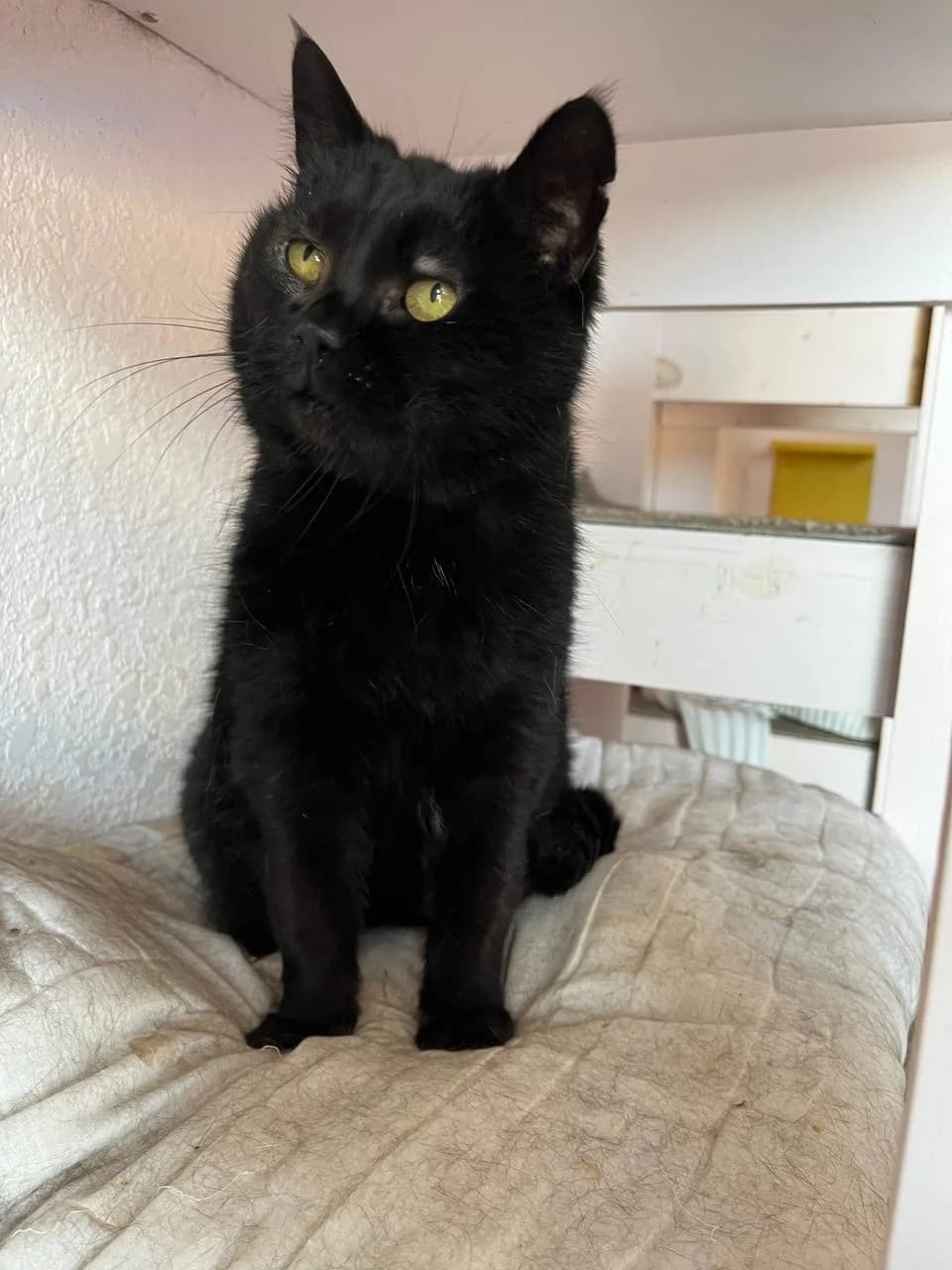 Khani (Хані), female senior mixed breed for adoption at Sirius Shelter, Kyiv