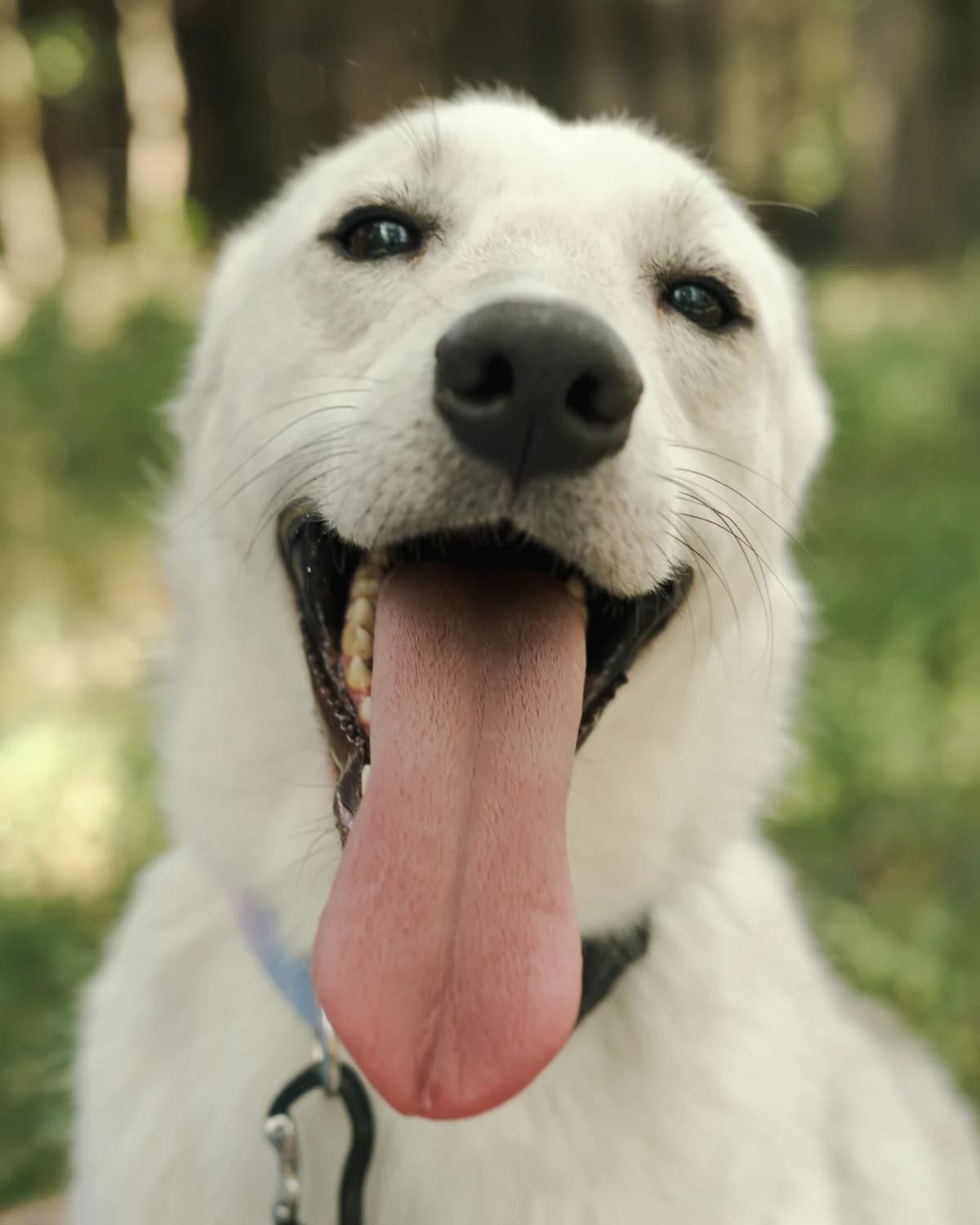 Rem (Рем),  (Sirius Shelter)