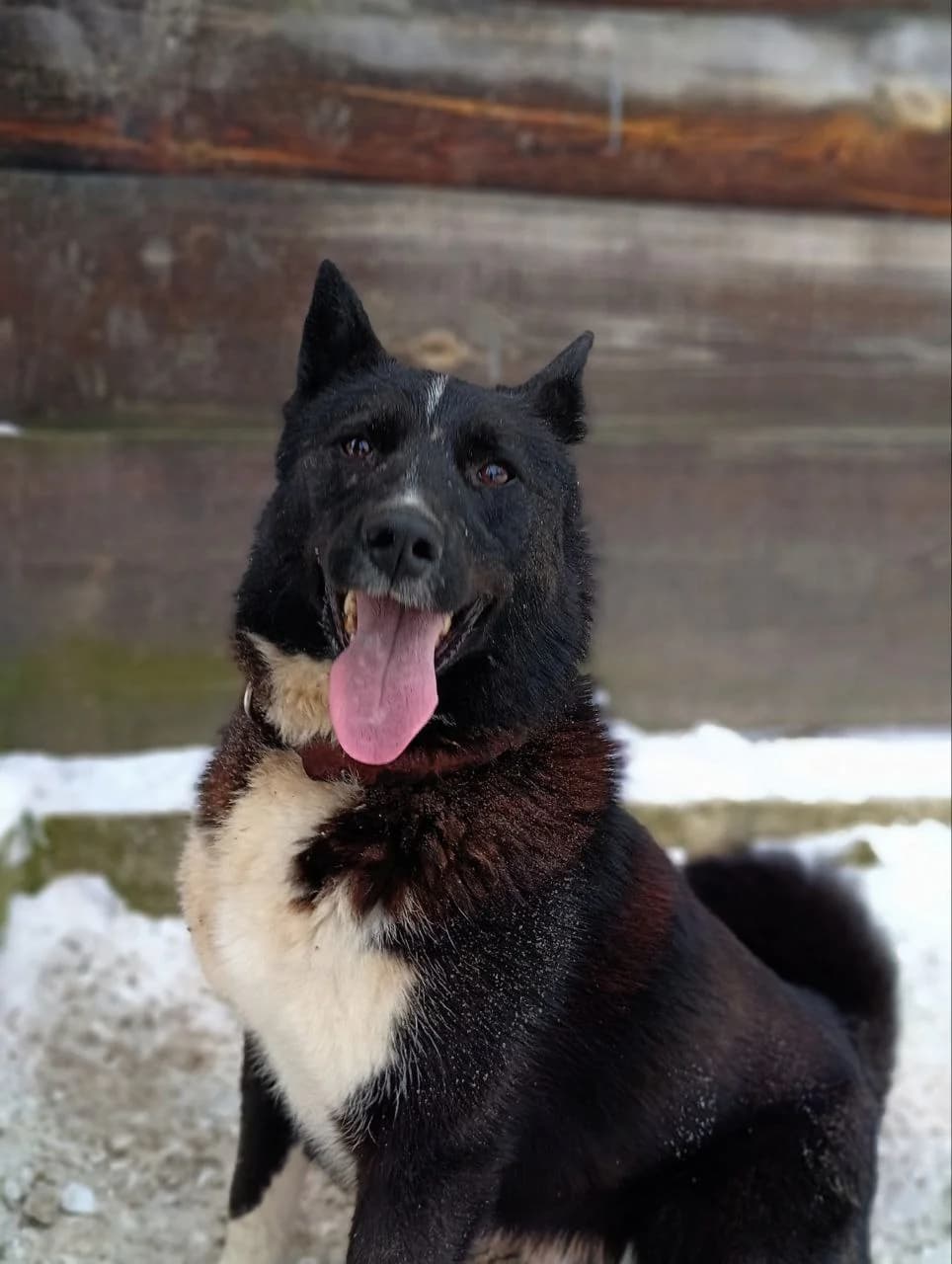 Dzhoy (Джой),  (Sirius Shelter)