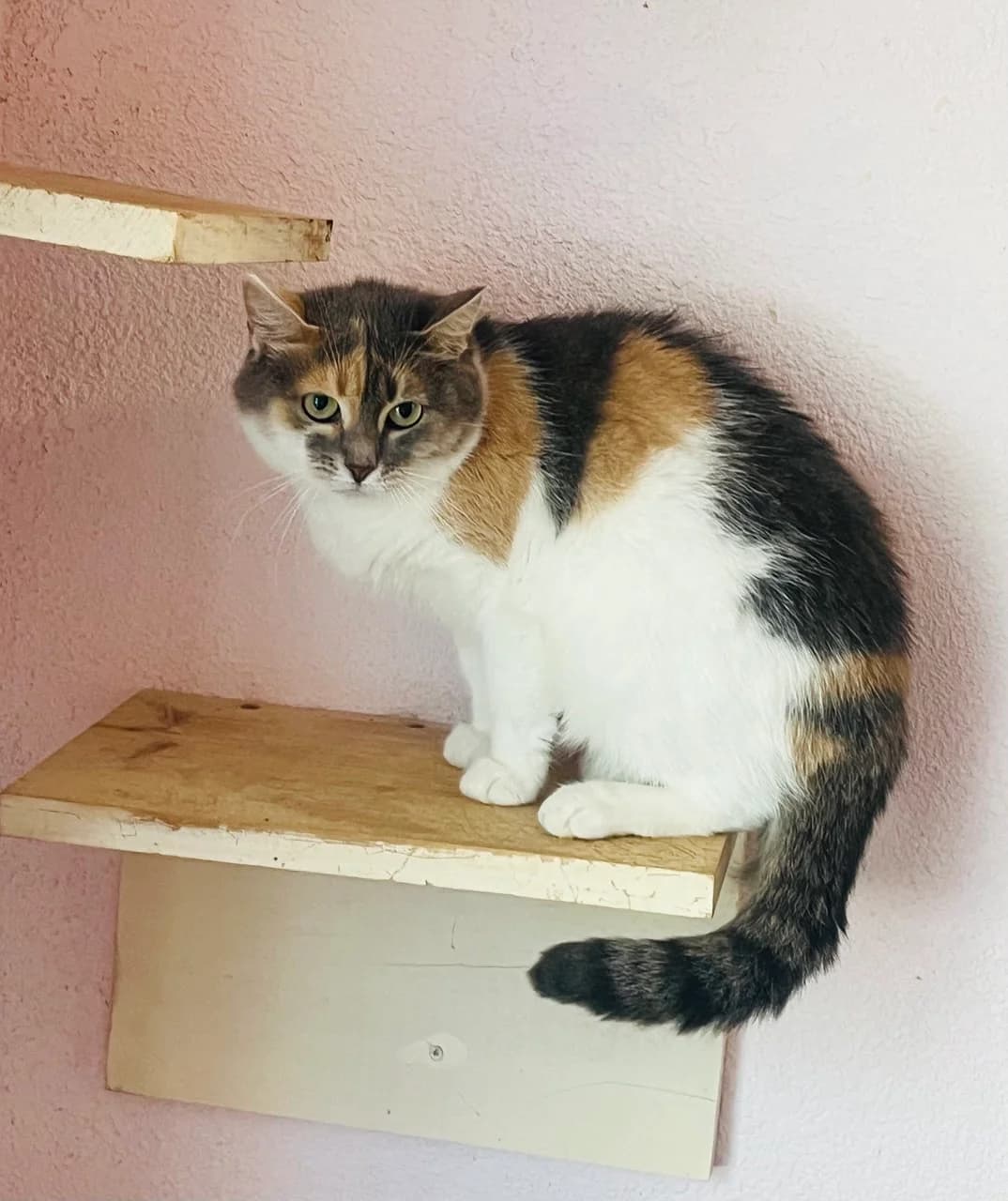 Lyeta (Лєта), female young mixed breed for adoption at Sirius Shelter, Kyiv