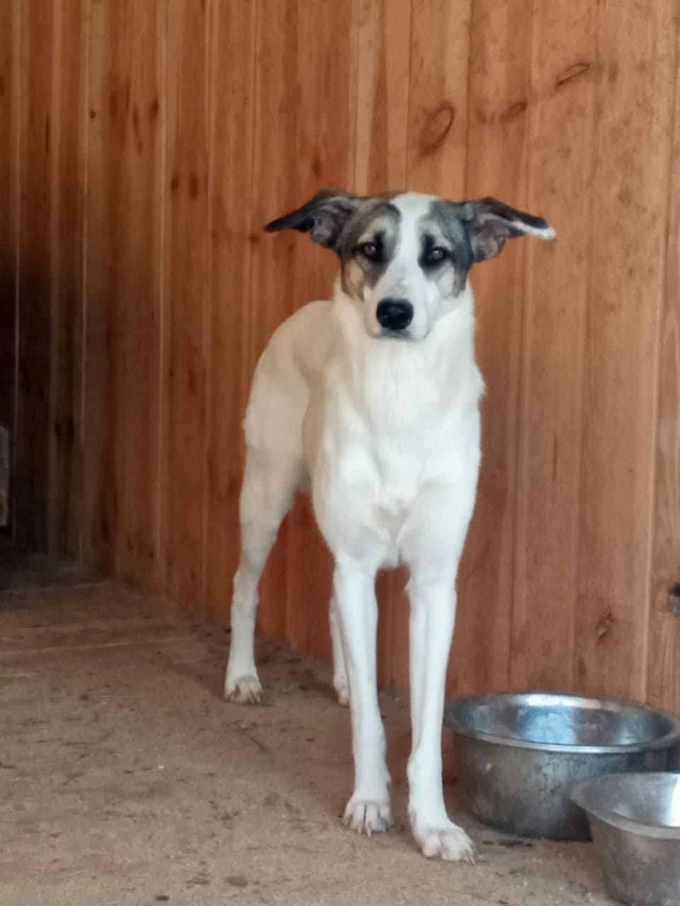 Sara (Сара), female 3yo mixed breed for adoption at Sirius Shelter, Kyiv