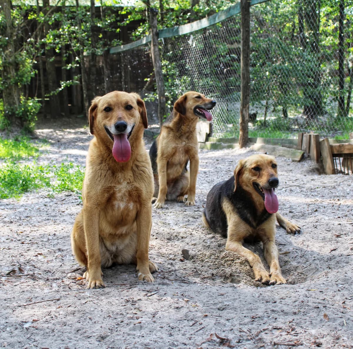 Tara, Lima ta Kimi (Тара, Лима та Кими), female 4yo mixed breed for adoption at Sirius Shelter, Kyiv