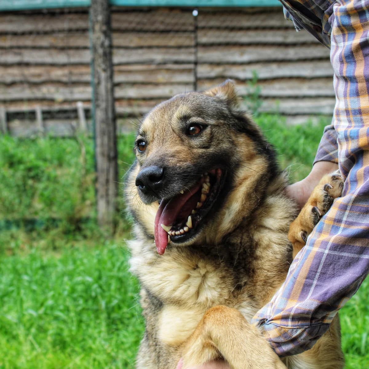 Printsesa (Принцеса), female 5yo mixed breed for adoption at Sirius Shelter, Kyiv