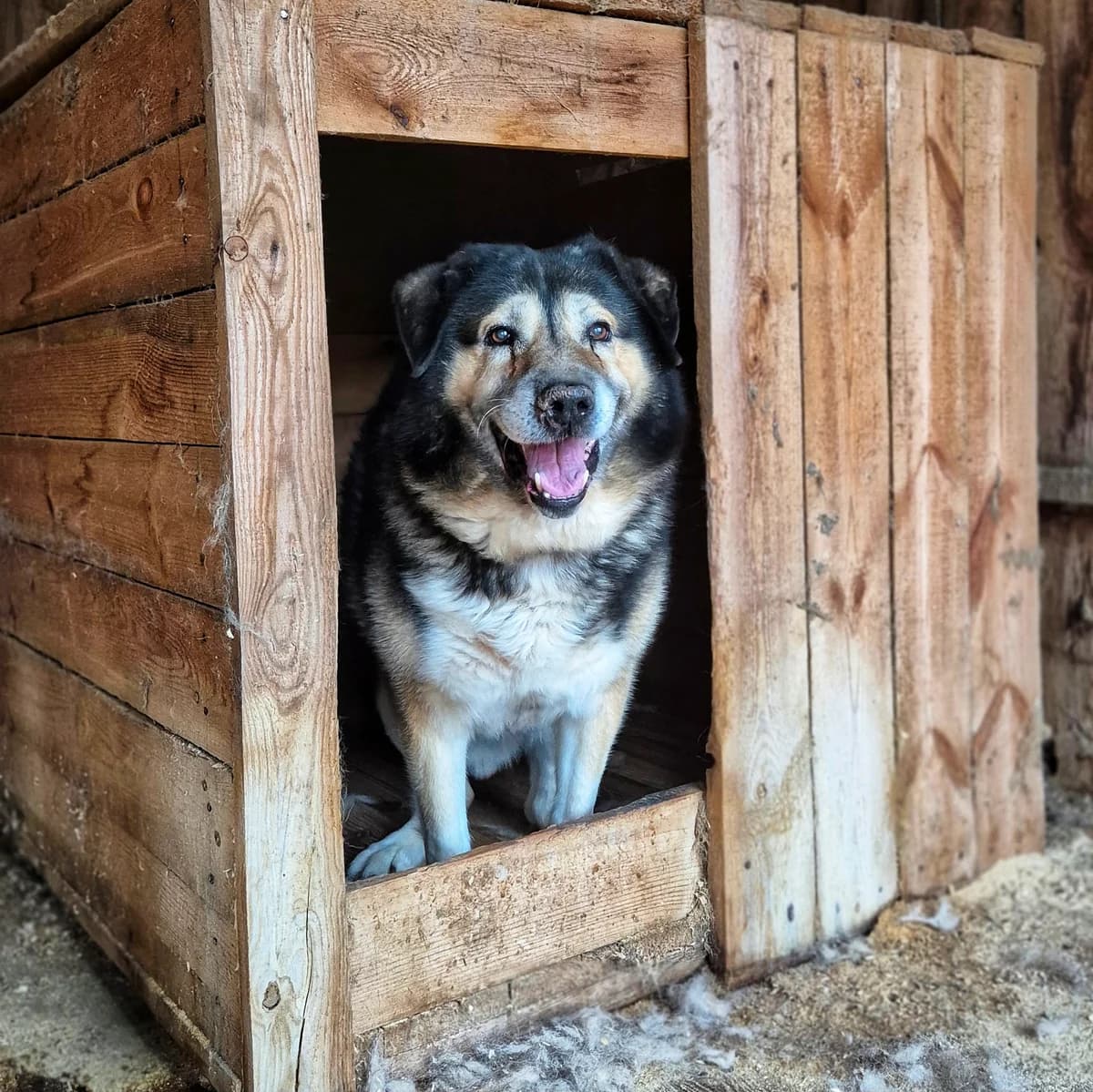 Sem (Сем), male 7yo mixed breed for adoption at Sirius Shelter, Kyiv